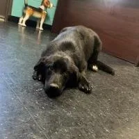 A young medium-sized female Black Labrador Retriever dog named Emmylou for adoption in Shinnston, WV