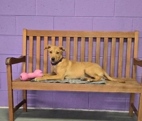 A baby medium-sized female Labrador Retriever dog named Leona for adoption in North Prairie, WI