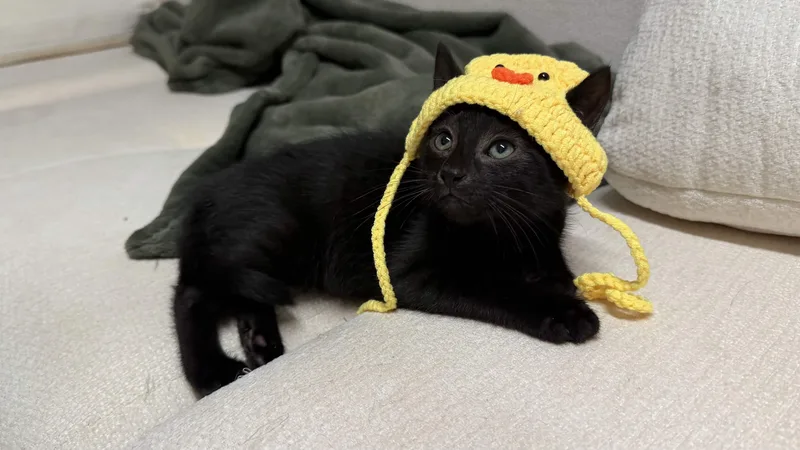 A baby medium-sized male Black Domestic Short Hair cat named Midnight for adoption in Weehawken, NJ