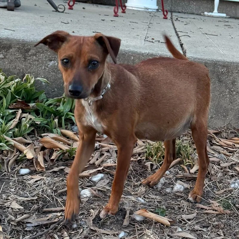An adult small-sized female Yellow / Tan / Blond / Fawn Mixed Breed dog named Jasmine for adoption in Troy, IL