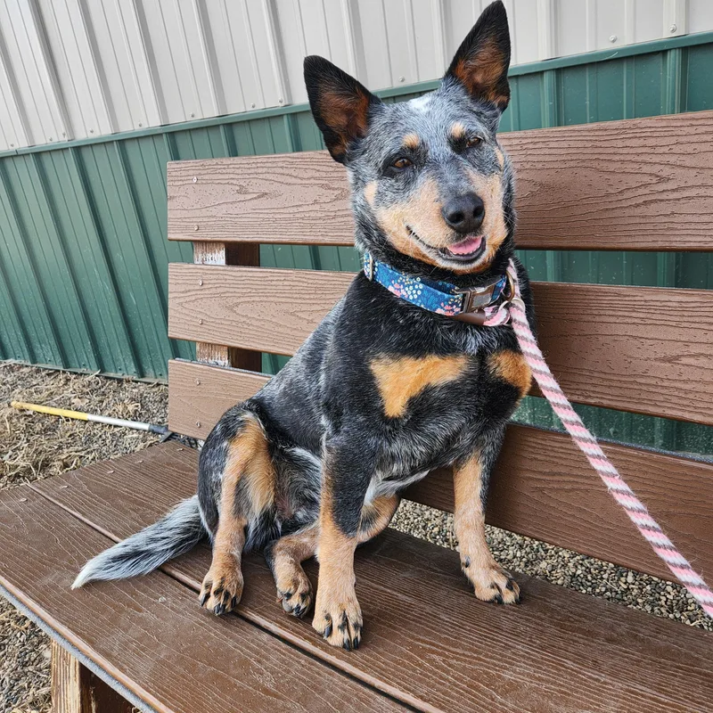 Poppyseed Muffin thumbnail 2