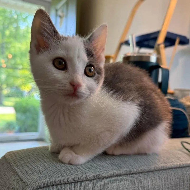 A baby small-sized female Gray / Blue / Silver Domestic Short Hair cat named Jax for adoption in Springfield, OH
