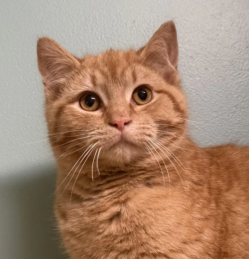 A young medium-sized male Tabby (Orange / Red) Domestic Short Hair cat named Flare for adoption in Amery, WI