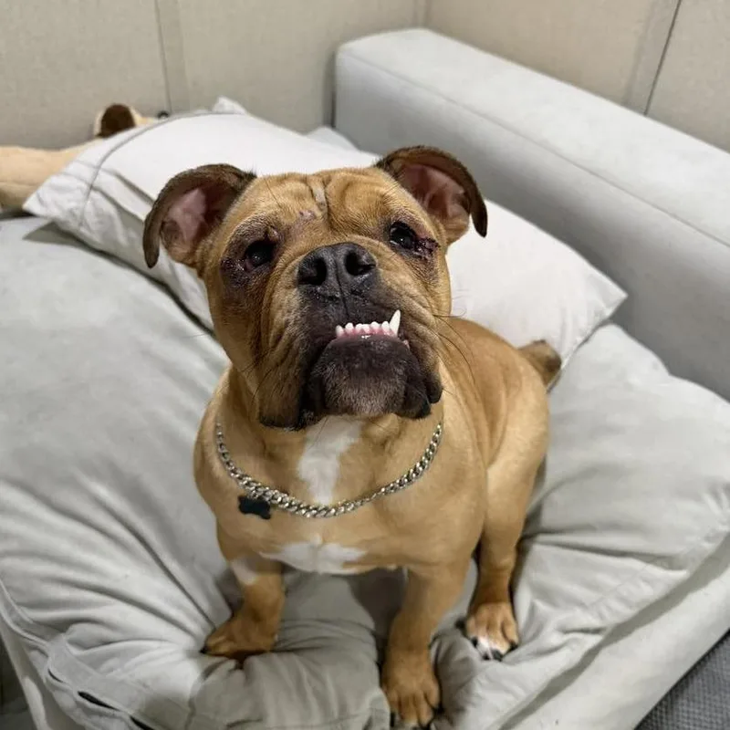 Winston