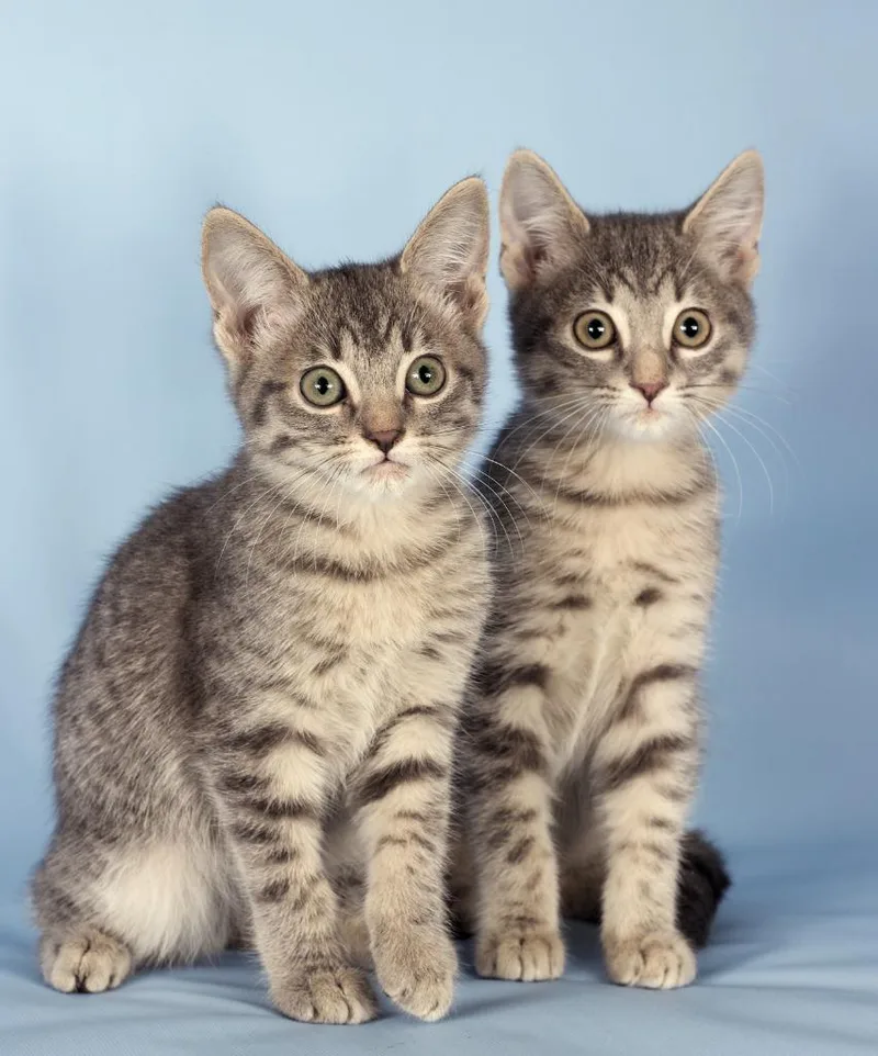 A baby small-sized male Domestic Short Hair cat named Tiego for adoption in Gilbert, AZ