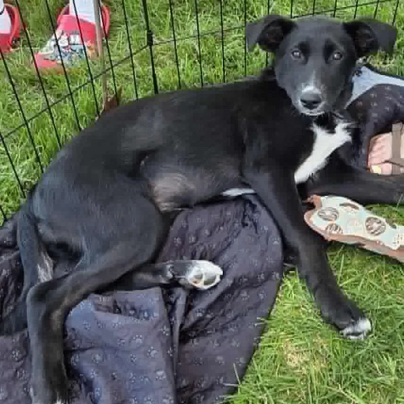 A young medium-sized female Black Mixed Breed dog named Fratelli for adoption in Buffalo, MN