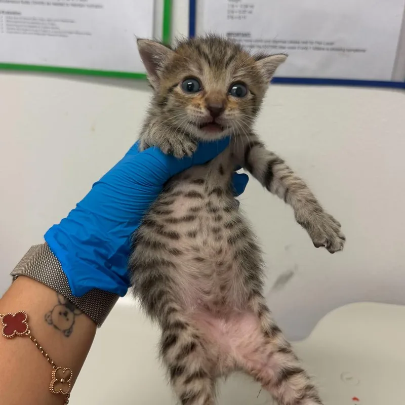 A baby small-sized male Gray / Blue / Silver Domestic Short Hair cat named Gravity G for adoption in Edinburg, TX