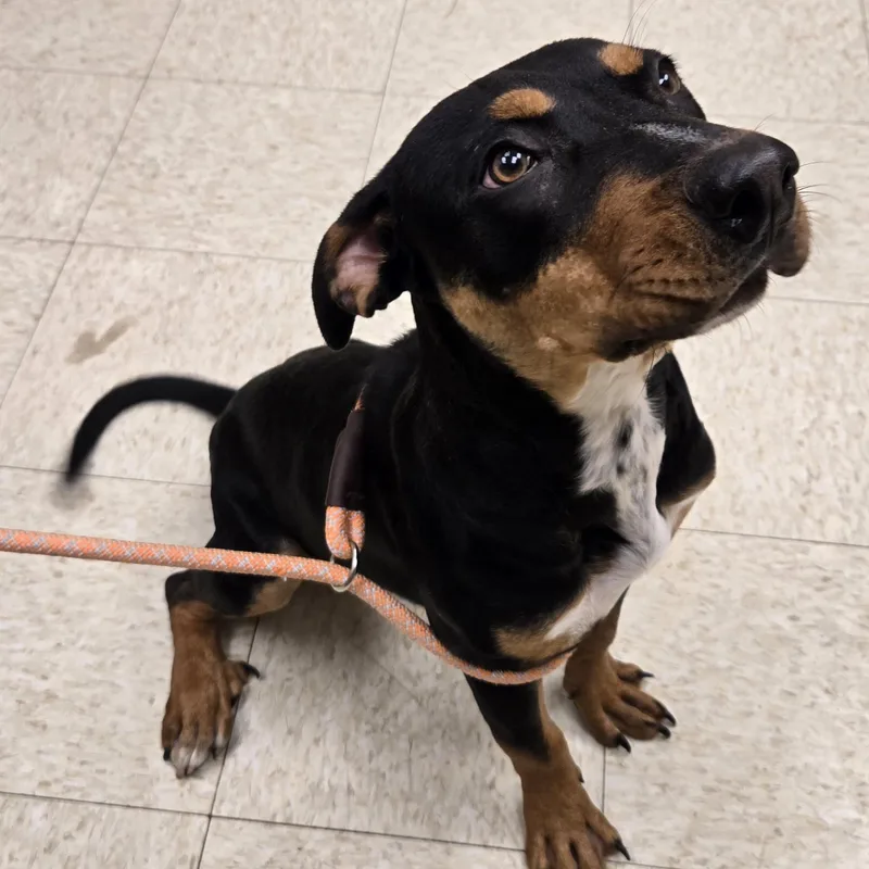 A young medium-sized female Rottweiler dog named Destiny for adoption in Xenia , OH