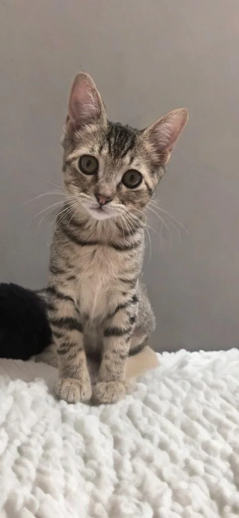 A baby medium-sized female Tabby (Brown / Chocolate) Domestic Short Hair cat named Golden Honey for adoption in Houston, TX