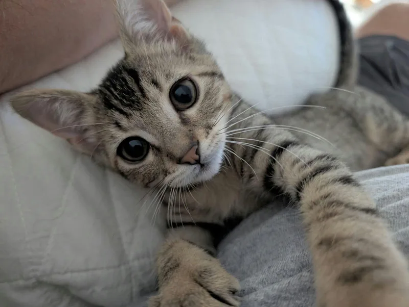 Golden Honey thumbnail 3