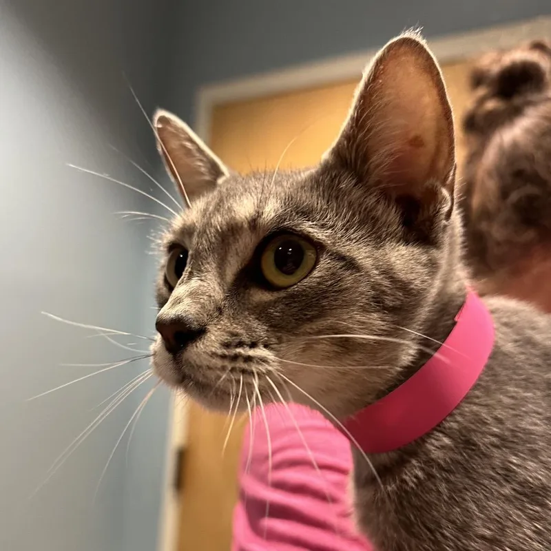 An adult large-sized female Gray / Blue / Silver Domestic Short Hair cat named Ziggy for adoption in Chattanooga, TN