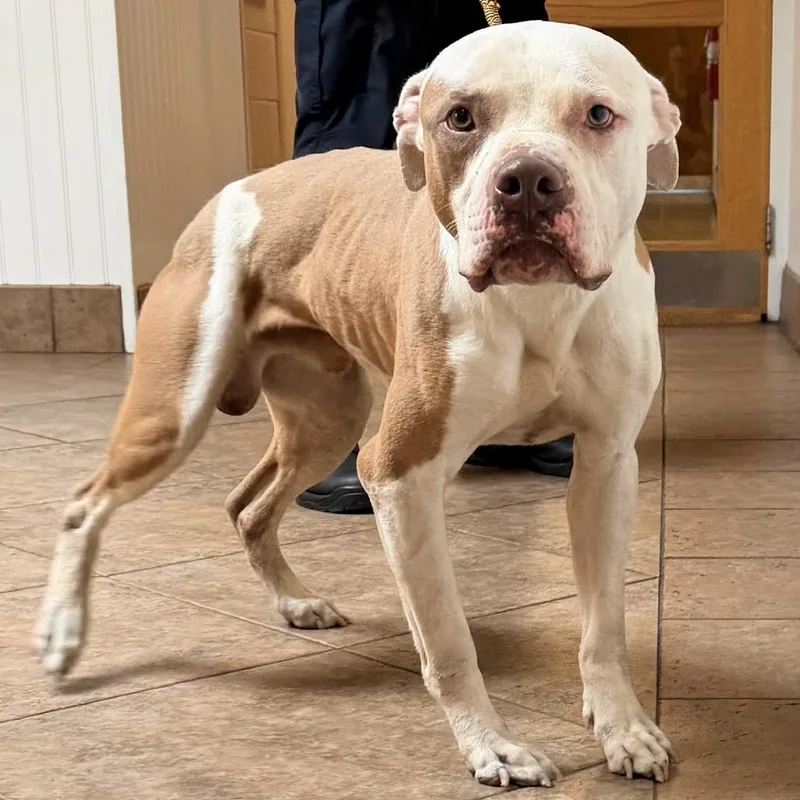 An adult medium-sized male White / Cream Staffordshire Bull Terrier dog named MONTStray for adoption in Perkiomenville, PA