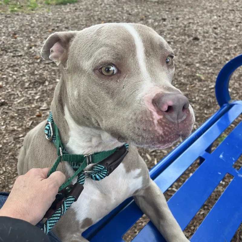 An adult medium-sized female Yellow / Tan / Blond / Fawn Pit Bull Terrier dog named Vill for adoption in Greensboro, NC