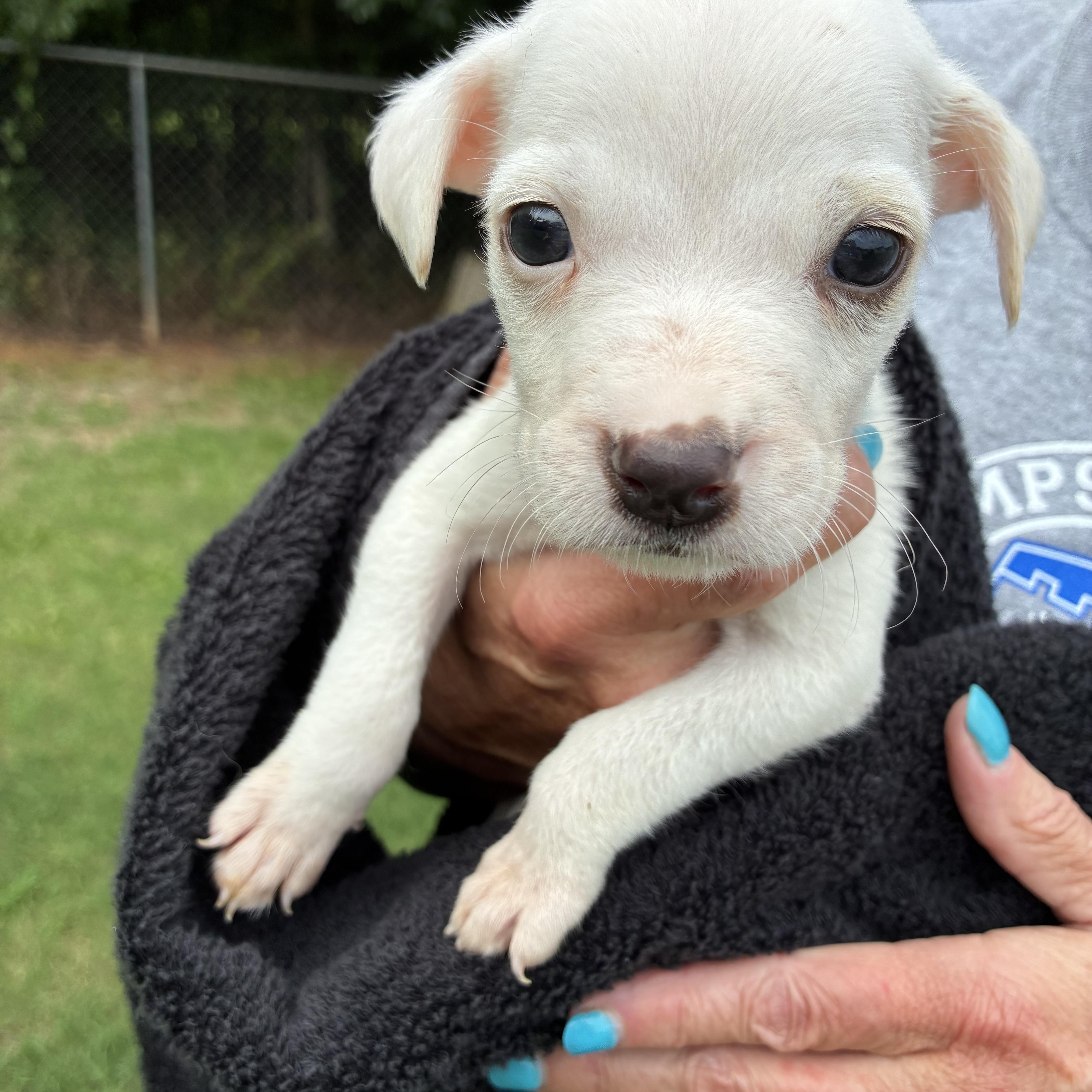 A baby small-sized male White / Cream Chihuahua dog named Cannoli for adoption in Woodruff, SC