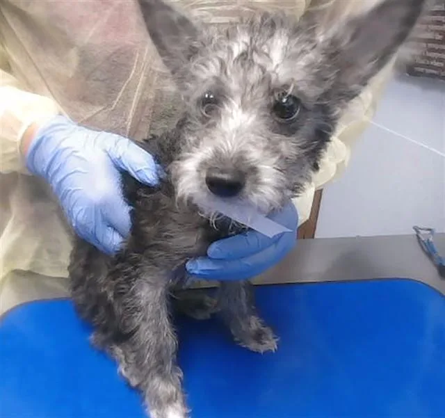 A baby small-sized female Cairn Terrier dog named Minnie for adoption in Phoenix, AZ