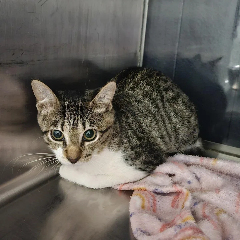 A baby small-sized female Domestic Short Hair cat named Vega Felis for adoption in Livingston, TX