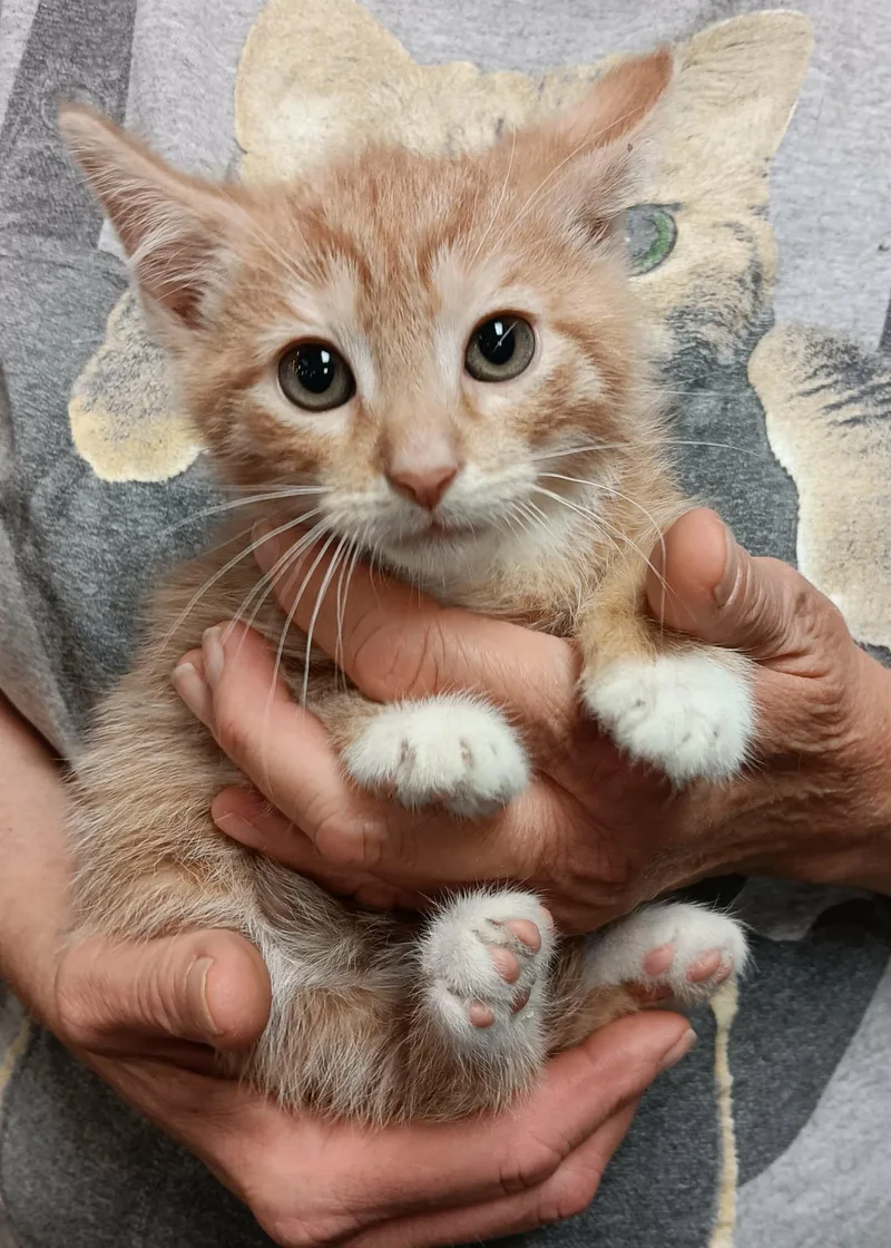 A baby medium-sized male Orange & White Domestic Short Hair cat named Maui for adoption in Akron, OH