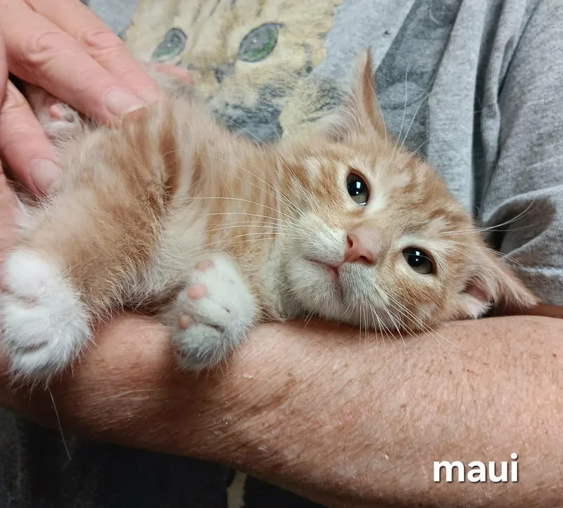 Maui thumbnail 3