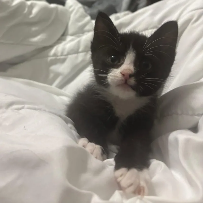 A baby small-sized male Black Domestic Short Hair cat named Lil Man for adoption in Hinesville, GA