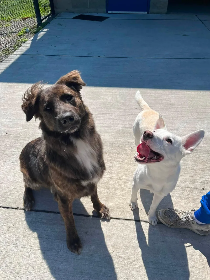 An adult small-sized male White / Cream Husky dog named Ghost for adoption in Lincoln Park, MI