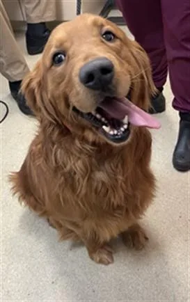 An adult large-sized male Golden Retriever dog named Rufus for adoption in Hagerstown, MD