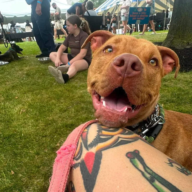 A young medium-sized female Brown / Chocolate Pit Bull Terrier dog named Mango for adoption in Buffalo, NY