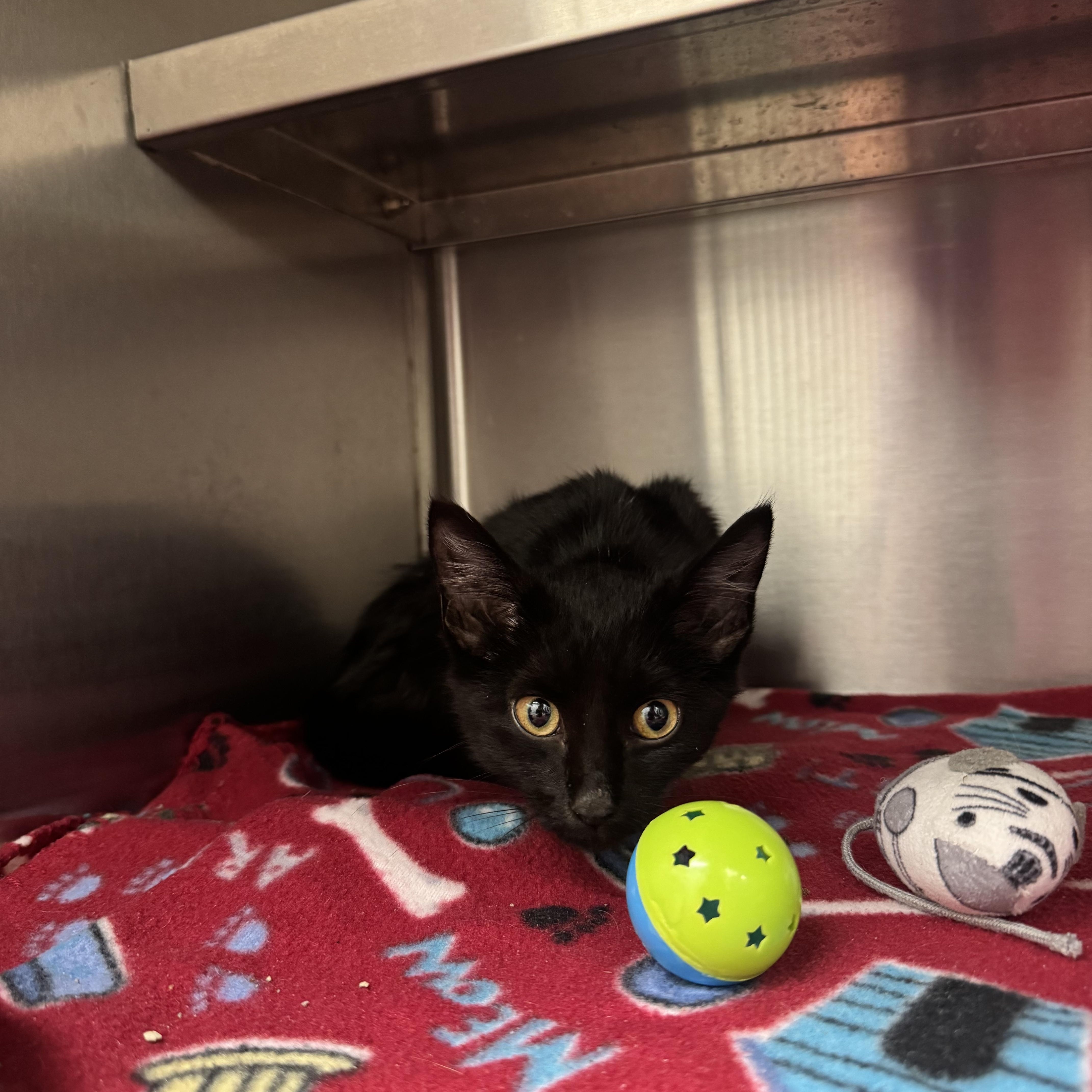 A baby medium-sized male Black Domestic Short Hair cat named Rocky for adoption in Liberty, MO