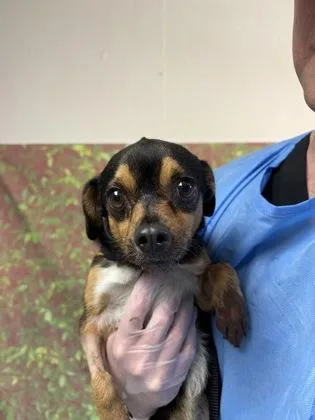 An adult small-sized male Chihuahua dog named Goose for adoption in San Antonio, TX