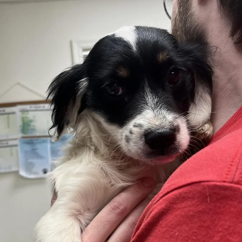 A young small-sized female White / Cream Dachshund (Miniature Long Haired) dog named Queenie for adoption in Alexandria, VA