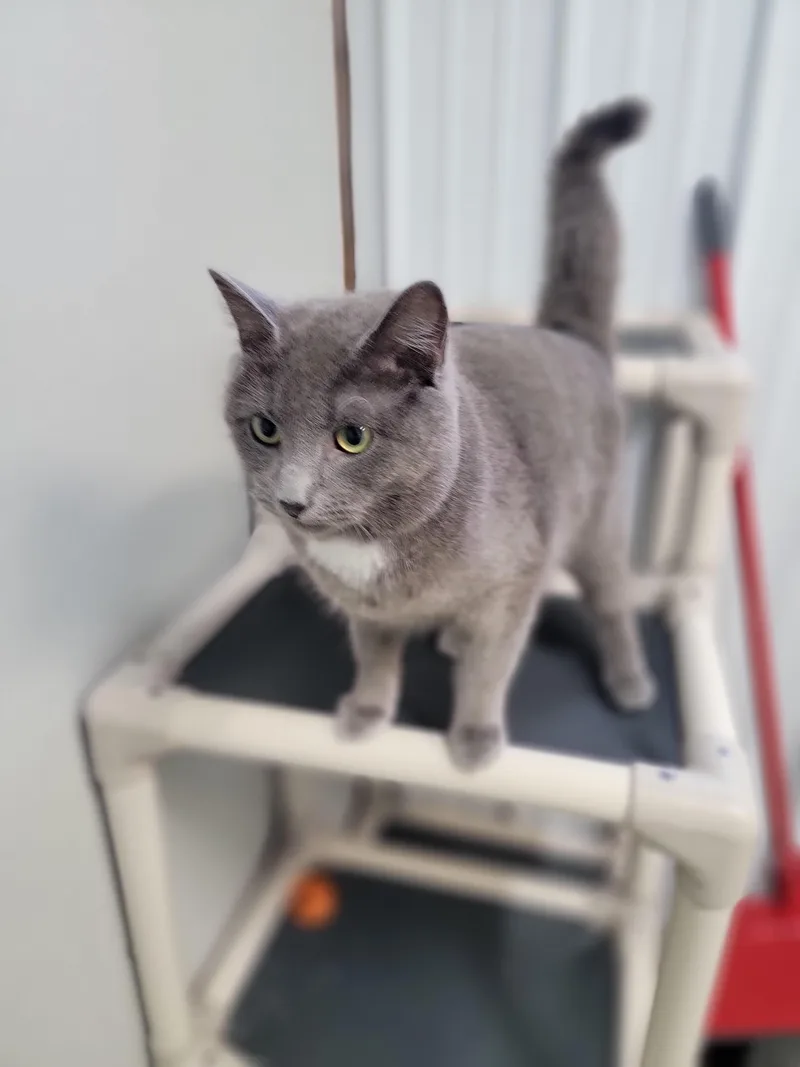 A young medium-sized male Gray & White American Shorthair cat named Oliver for adoption in Fertile, MN