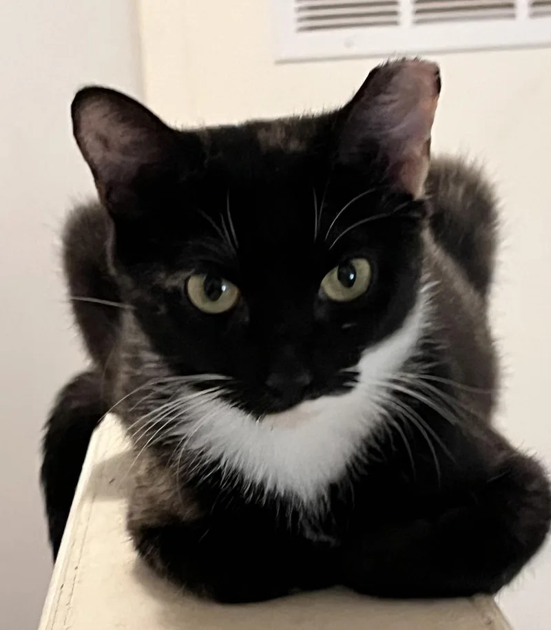 A young small-sized female Black & White / Tuxedo Domestic Short Hair cat named Onyx for adoption in Decatur, GA