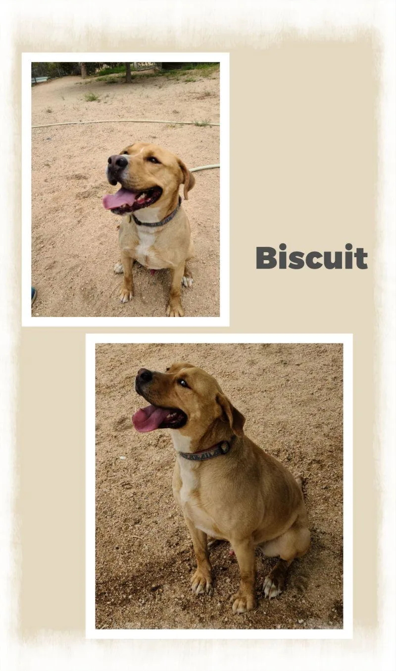 An adult large-sized male Labrador Retriever dog named Biscuit for adoption in Mentone, CA