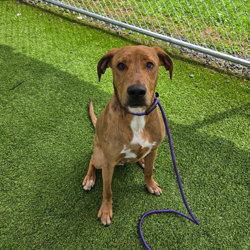 A young large-sized male Catahoula Leopard Dog dog named Ian for adoption in Binghamton, NY