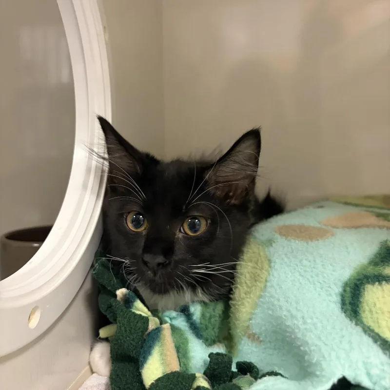 A baby small-sized male Black Domestic Short Hair cat named Oreo for adoption in Redwood City, CA