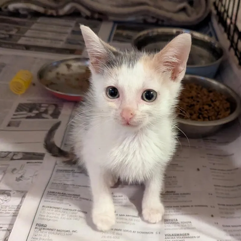 A young small-sized female Calico Domestic Short Hair cat named Bubbles in the Tub for adoption in Boerne, TX