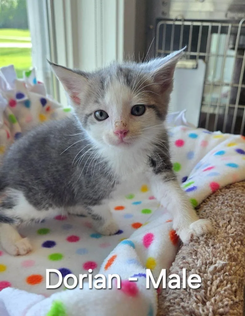 A baby small-sized male Domestic Short Hair cat named Dorian for adoption in Sidney, OH