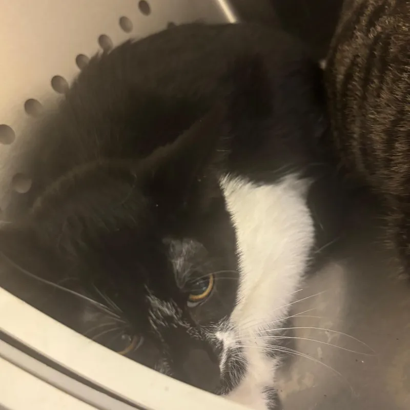 A young small-sized female Domestic Short Hair cat named Oreo for adoption in Norman, OK