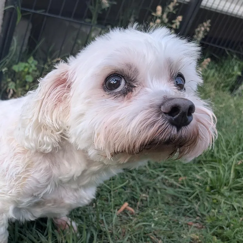 A senior small-sized male White / Cream Maltese dog named Jaques for adoption in Houston, TX