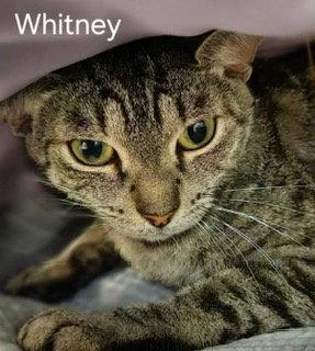 A young medium-sized female Tabby cat named Whitney for adoption in Oakland Park, FL