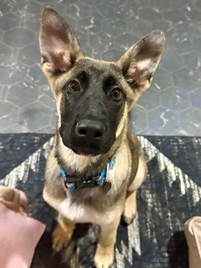 A baby large-sized male Bicolor Belgian Shepherd / Malinois dog named Mickey for adoption in Park Forest, IL