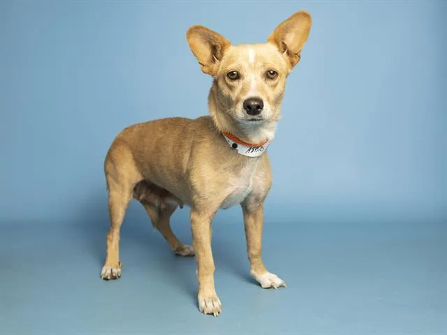 A young small-sized female Chihuahua dog named Tato for adoption in Phoenix, AZ