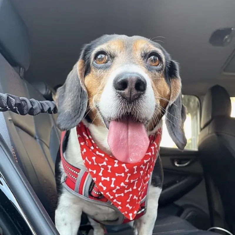 A senior medium-sized female Black Beagle dog named Penny for adoption in Miami, FL