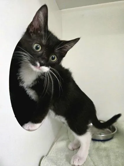 A baby medium-sized female Domestic Short Hair cat named Sleep Paralysis for adoption in Savannah, GA