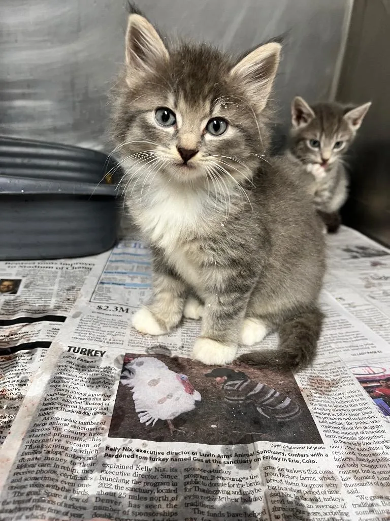 A baby small-sized female Domestic Short Hair cat named Bessie for adoption in Hopkinsville, KY