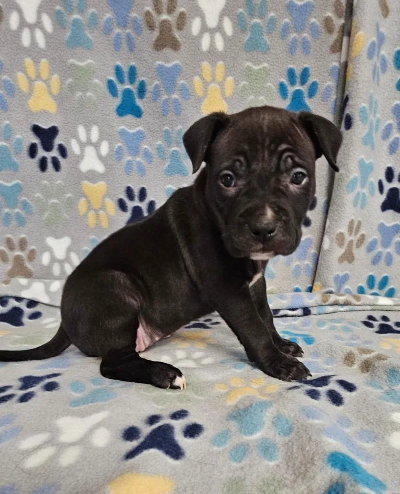 A baby medium-sized female Mixed Breed dog named Meringue for adoption in Wabash, IN