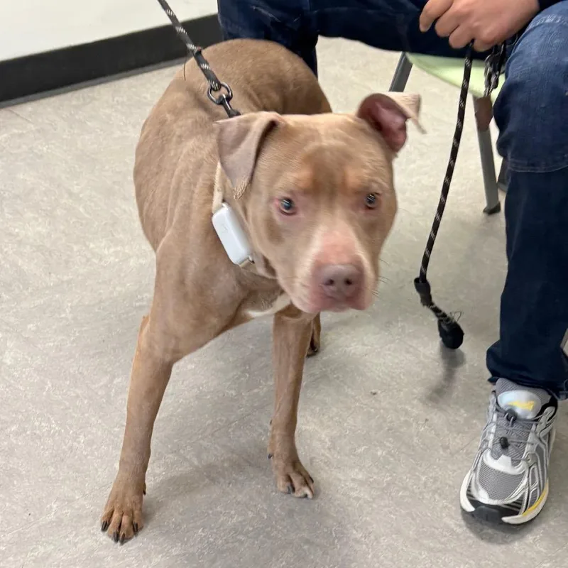An adult medium-sized male Brown / Chocolate Pit Bull Terrier dog named Dio for adoption in Philadelphia, PA