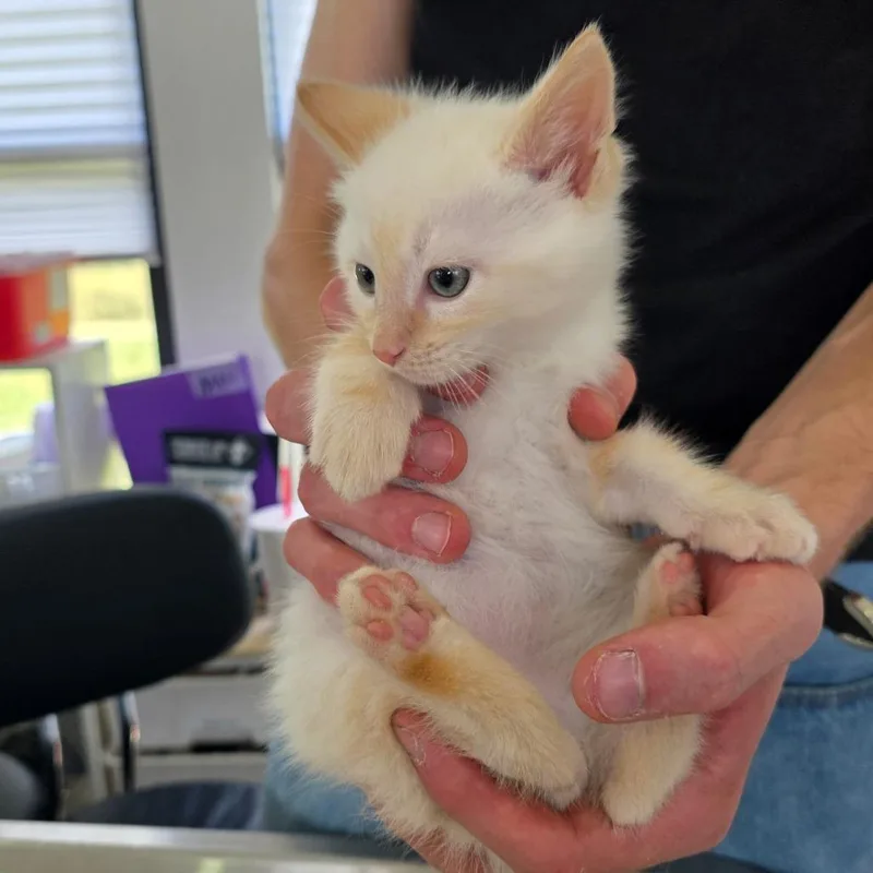 A baby small-sized male White Domestic Medium Hair cat named Gourd for adoption in Chapel Hill, NC