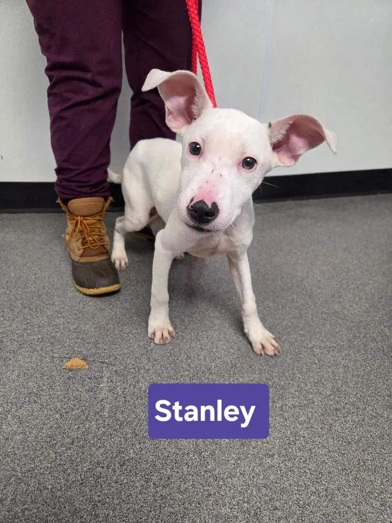 A baby large-sized male Labrador Retriever dog named Stanley for adoption in Lunenburg, VT