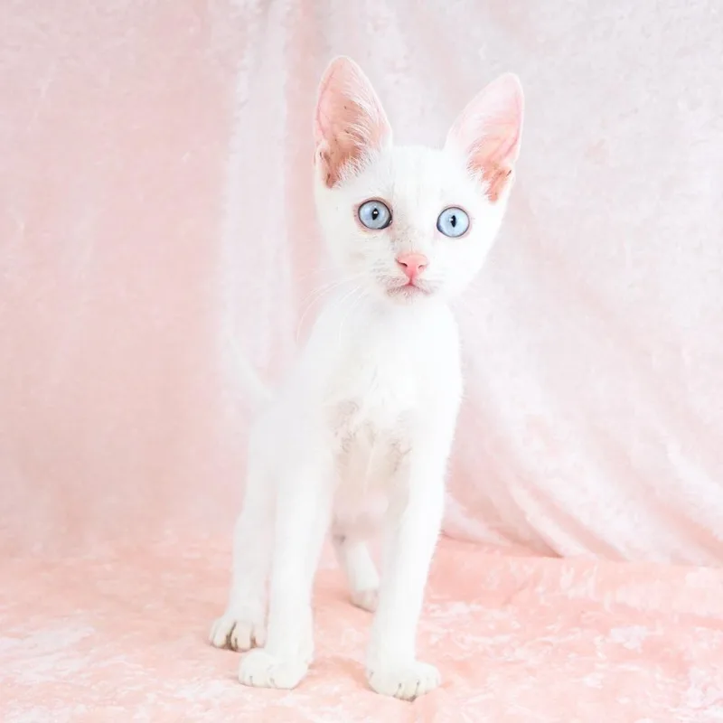 Casper