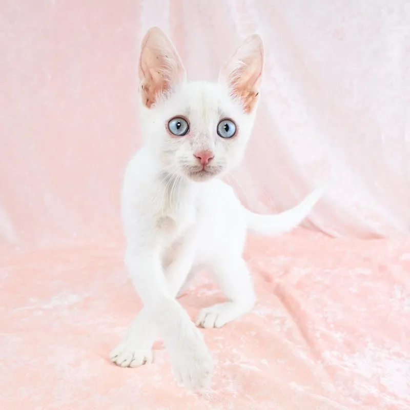 Casper thumbnail 2
